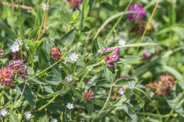 Yaz aylarında, Almanya üzerinde bir çiçek çayır çayır yonca çiçekli