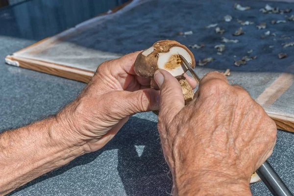 Las Setas Porcini Recién Recogidas Limpian Cortan Rodajas Alemania — Foto de Stock