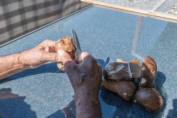 Las Setas Porcini Recién Recogidas Limpian Cortan Rodajas Alemania — Foto de Stock