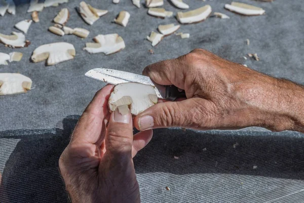 Πρόσφατα Συλλέγονται Πορτσίνι Είναι Καθαρισμένη Και Κομμένη Φέτες Γερμανία — Φωτογραφία Αρχείου