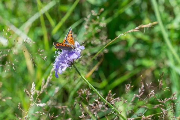 Small fire folder on a flower, Germany