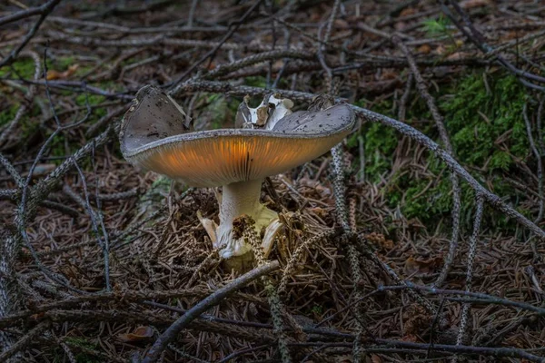 Artistieke Weergave Van Een Gloeiende Gill Schimmel Een Forest Duitsland — Stockfoto