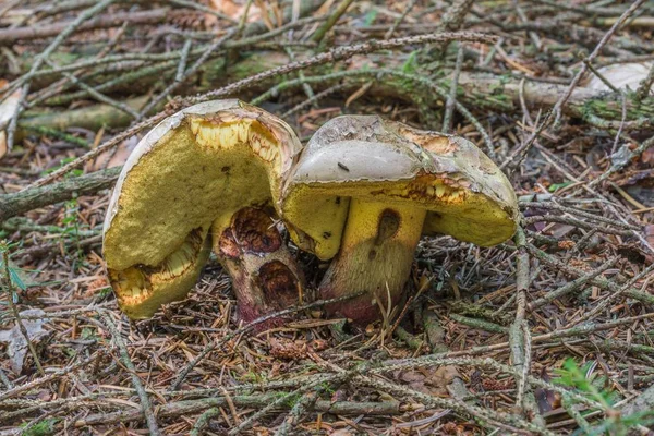 Rhrling Pilz Dans Forêt Bavaroise Allemagne — Photo