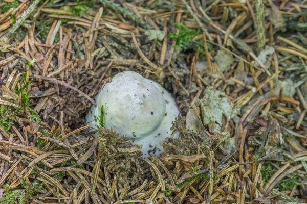 Ceps 在巴法力亚森林 — 图库照片