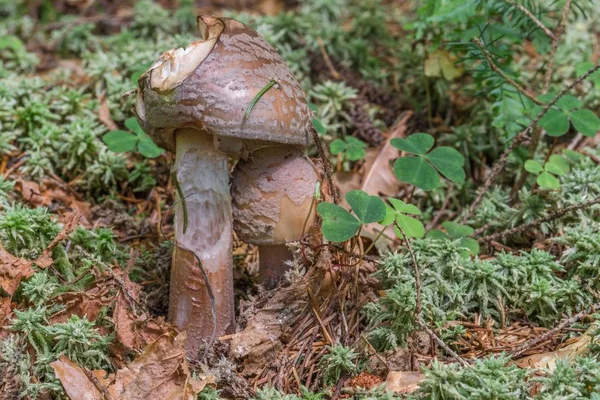 Bltterpilz Einem Wald Deutschland — Foto Stock