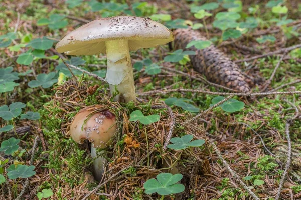 Bouw Huishouden Einem Wald Deutschland — Stockfoto