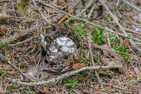 Bltterpilz Einem Wald Deutschland — стокове фото