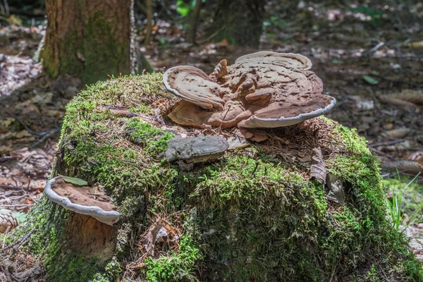 Root Spons Een Boomstam Begroeid Met Mos Het Bos — Stockfoto