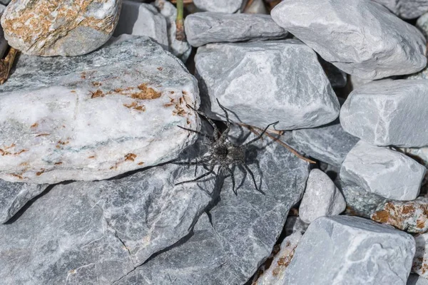 Araña Negra Sentada Sobre Piedras Sol Austria — Foto de Stock