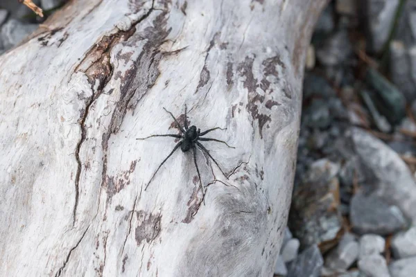 Araña Negra Sentada Sobre Piedras Sol Austria — Foto de Stock