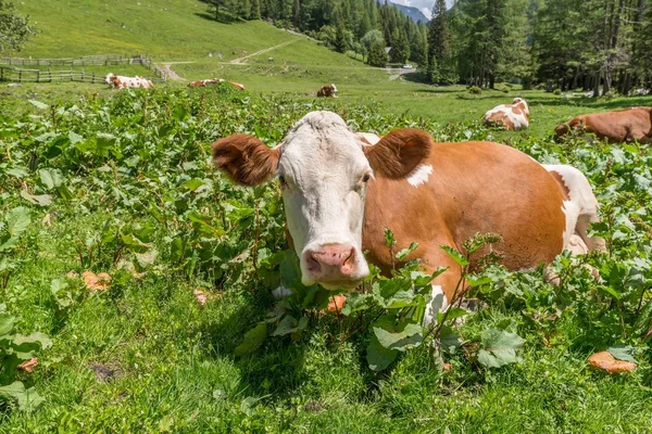 Vaca Pasto Austria — Foto de Stock