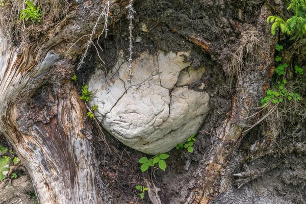 Uprooted Tree Enclosed Large Stone Austria — Stock Photo, Image