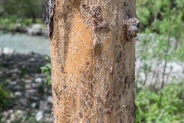 Tree Infested Bark Beetles Larvae — Stock Photo, Image