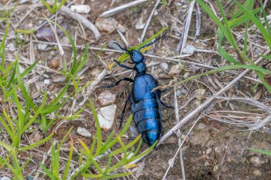 Siyah-mavi petrol böceği Avusturya