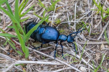 Siyah-mavi petrol böceği Avusturya