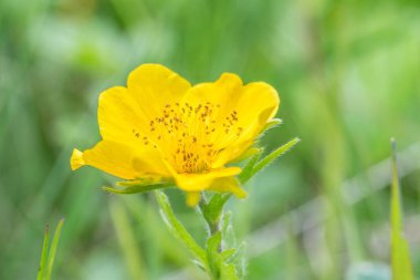 Sarı çayır buttercup üzerinde bir çiçek çayır, Avusturya