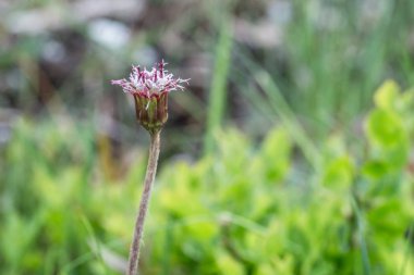 Çiçek çayır Doğa Parkı Riedingtal Zederhaus, Avusturya