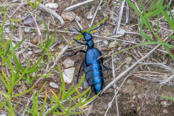 Siyah-mavi petrol böceği Avusturya