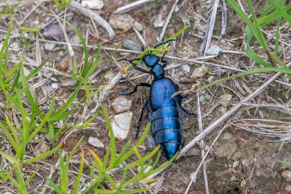 Siyah Mavi Petrol Böceği Avusturya — Stok fotoğraf