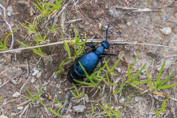 Siyah-mavi petrol böceği Avusturya