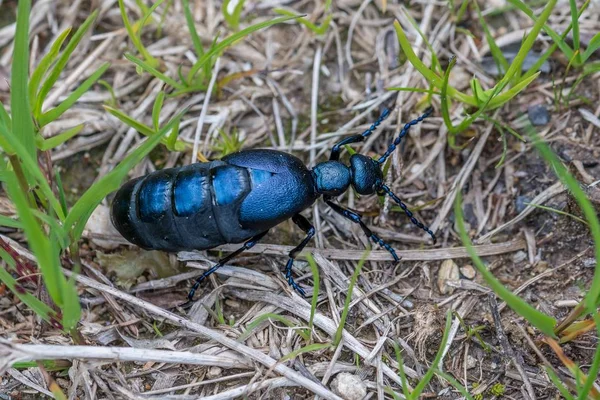 Siyah Mavi Petrol Böceği Avusturya — Stok fotoğraf