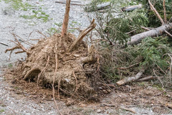 Uprooted Tree Landslide Austria — Stock Photo, Image