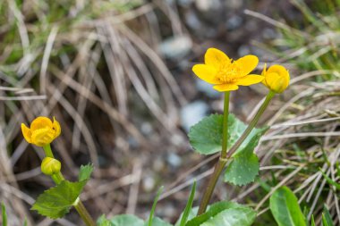 Sarı çayır buttercup üzerinde bir çiçek çayır, Avusturya