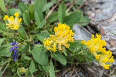 Avusturya Alpleri'nde Woundwort