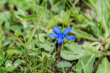 Bahar centiyana Alpler, Avusturya bir çiçek çayır üzerinde