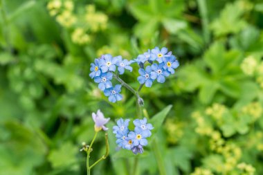Flowering Alps Forget-me-not on a flower meadow, Austria clipart