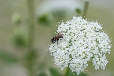 Civanperçemi bir çayır üzerinde sinek