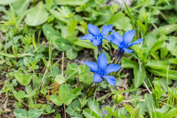 Gentiane Printanière Sur Une Prairie Fleurs Dans Les Alpes Autriche — Photo