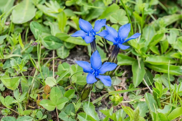 Genciana Primavera Prado Flores Nos Alpes Áustria — Fotografia de Stock