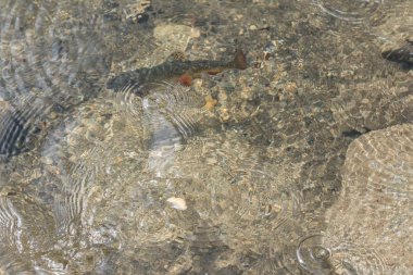 Avusturya bir gölde balık beslenir