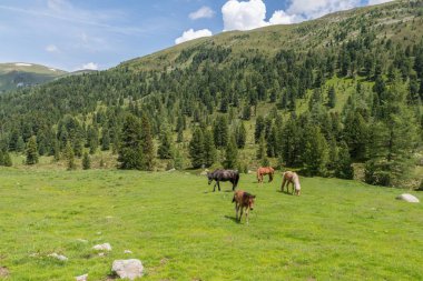 Avusturya'da bir mera üzerinde atlar