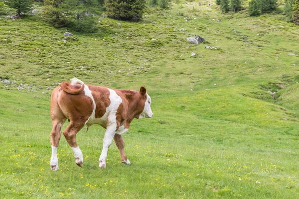 Vaca Joven Pasto Austria — Foto de Stock