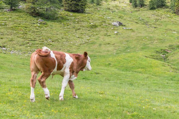 Young cow on a pasture, Austria