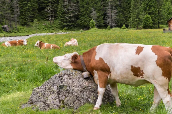 Vaca Pica Rasca Una Piedra Austria — Foto de Stock