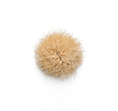 Beyaz bir arka plan karşı bir gümüş thistle içini Close-up