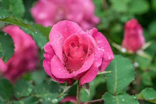 Róża Kwiat Kroplami Deszczu Letni Deszcz — Zdjęcie stockowe