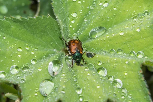 Shimmering Beetle Drops Water Its Back — Stock Photo, Image