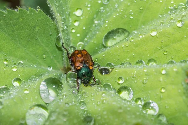 Shimmering Beetle Drops Water Its Back — Stock Photo, Image