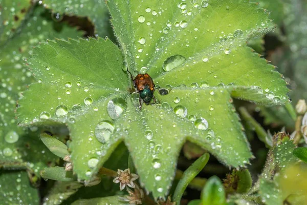 Shimmering Beetle Drops Water Its Back — Stock Photo, Image