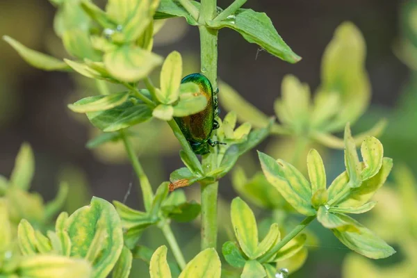 Shimmering Beetle Drops Water Its Back — Stock Photo, Image