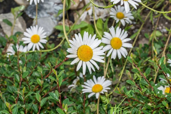 Flores Com Gotas Chuva Depois Uma Chuva Verão — Fotografia de Stock