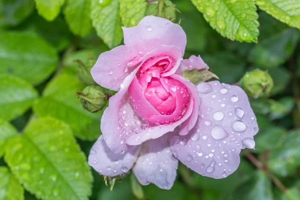 Роза Цвіте Дощем Після Літнього Дощу — стокове фото