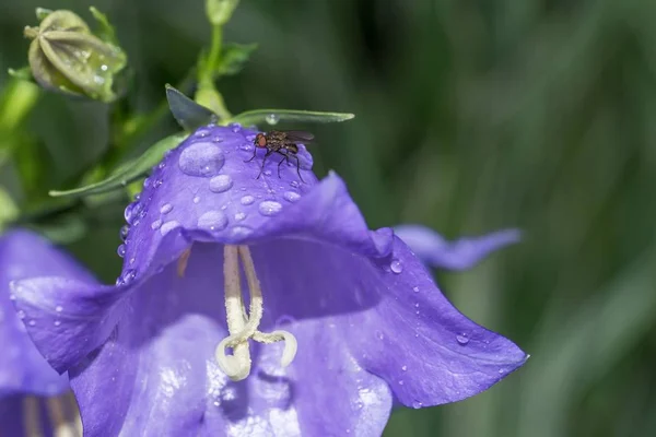 Flor Sino Azul Com Uma Mosca Gotas Chuva Depois Uma — Fotografia de Stock