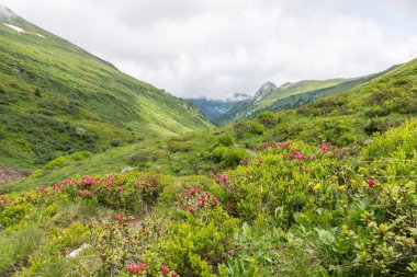 Alp gül bush ve sis bir vadide Alpleri'nde, Avusturya