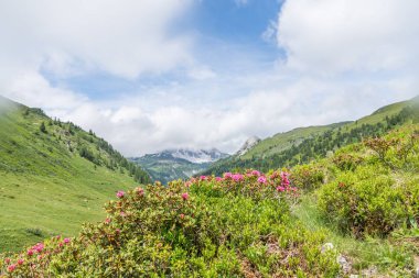 Alp gül bush ve sis bir vadide Alpleri'nde, Avusturya