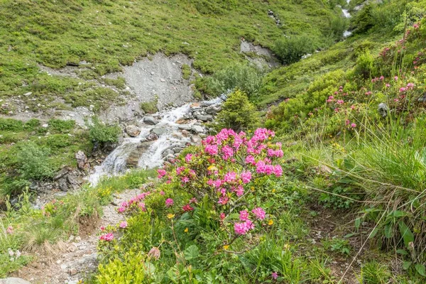 Rosenstrauch Und Nebel Einem Tal Den Alpen Österreich — Stockfoto